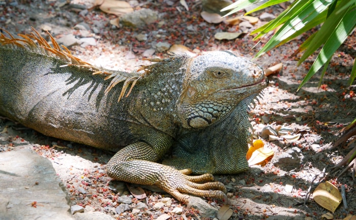 Roatán (Honduras) ist für seine Tierwelt bekannt - hier ein Iguana. &copy; ReiseInsider