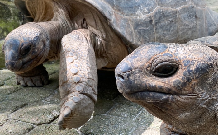 Schildkröten gibt es auf der benachbarten Insel Moyenne. &copy; ReiseInsider
