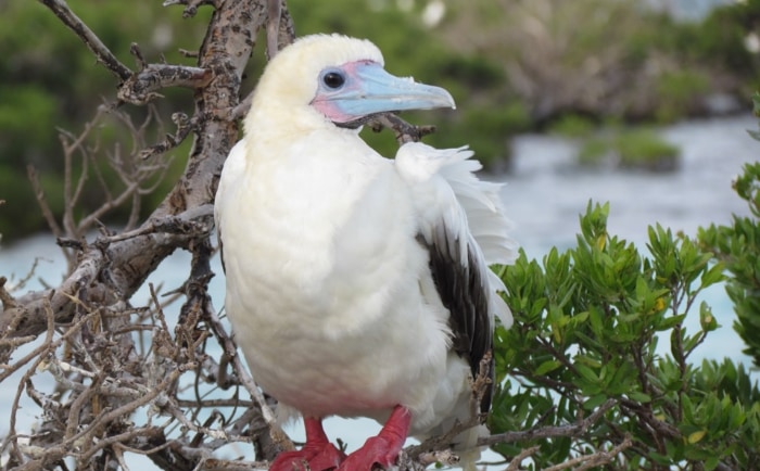 Auch der Rotfußtölpel ist auf dem Aldabra-Atoll zuhause. &copy; Silhouette Cruises