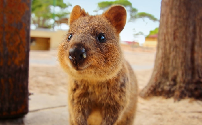 In Australien kann man auch die herzigen Quokkas sehen. &copy; Aida Cruises