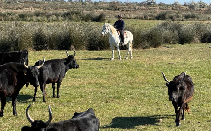 Die Camargue ist für ihre Rinder und Pferde bekannt.  &copy; ReiseInsider