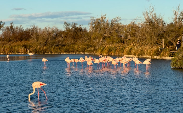 Die Camargue ist das wichtigste Brutgebiet für Flamingos in Europa. &copy; ReiseInsider