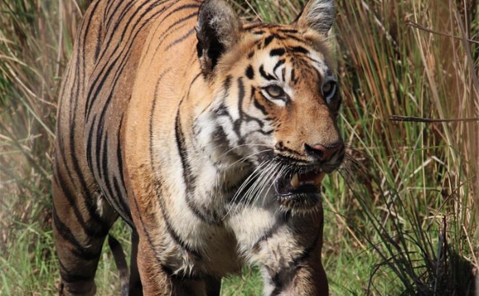 Einen Tiger in der freien Wildbahn zu sehen, gehört wohl zu den spannendsten Natur-Erlebnissen. &copy; For Family Reisen