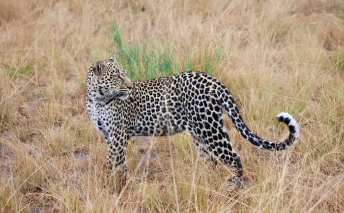 In Kenia wird beispielsweise eine zweitägige Wildtiersafari angeboten. © ReiseInsider In Kenia wird beispielsweise eine zweitägige Wildtiersafari angeboten. © ReiseInsider