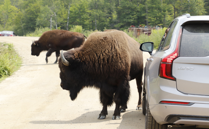 Ein unvergessliches Erlebnis im Parc Omega. &copy; Martin Dichler