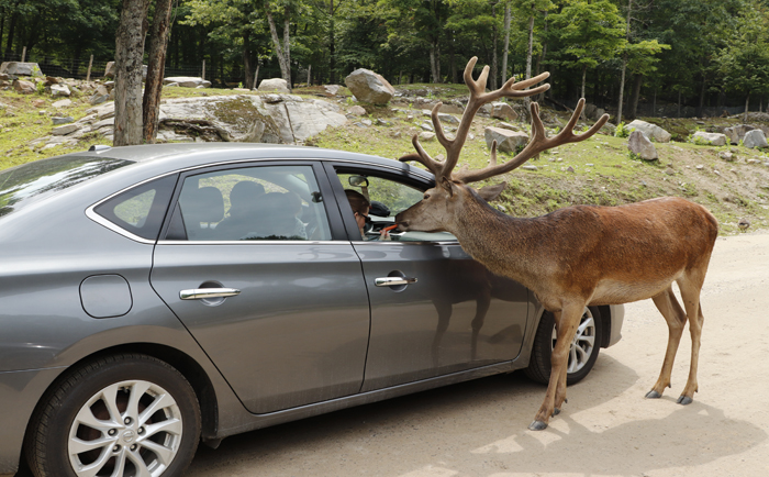 Hautnahes Ergebnis im Park Omega zwischen Montreal und Ottawa. &copy; Martin Dichler