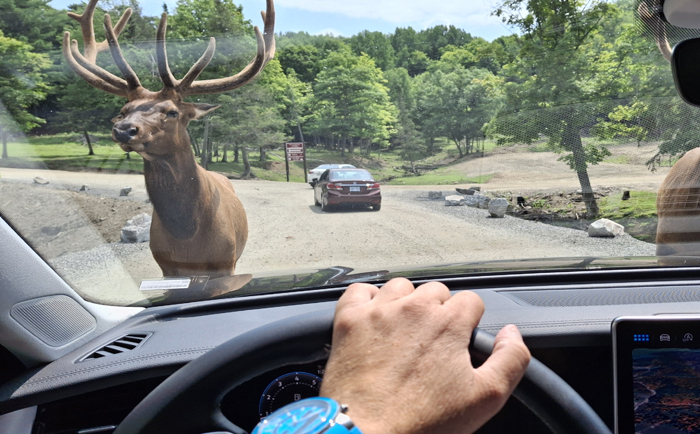Mit dem Auto durch den Tierpark Omega. &copy; Martin Dichler